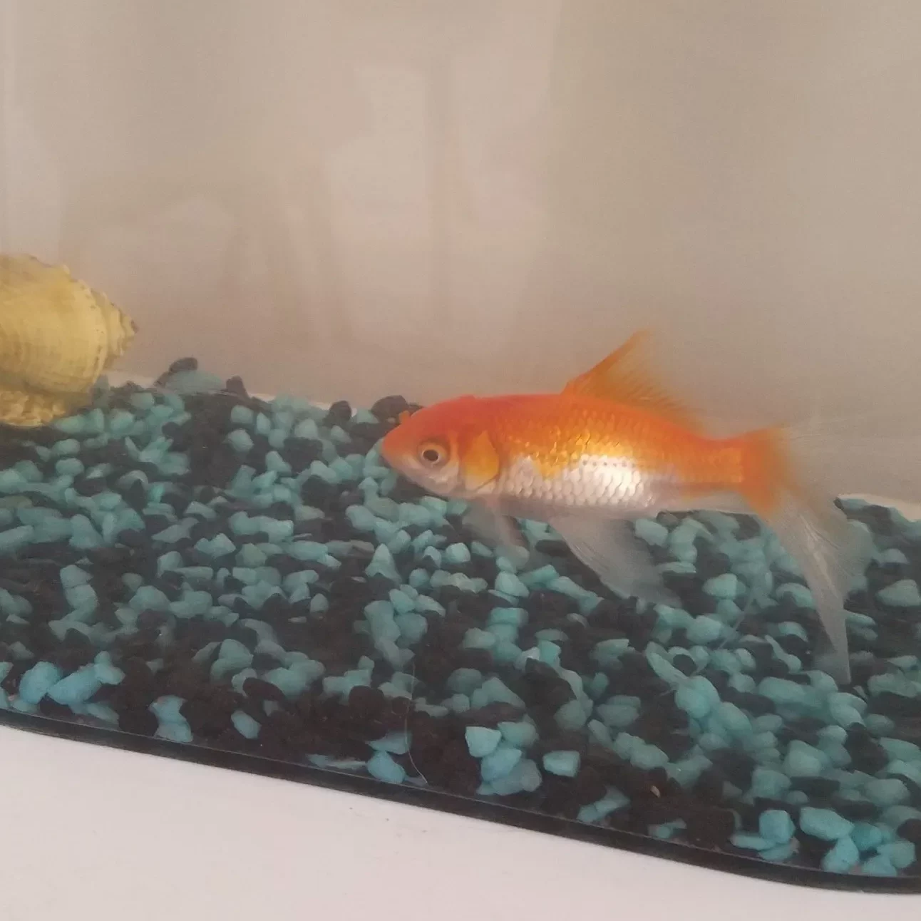 poisson dans son aquarium